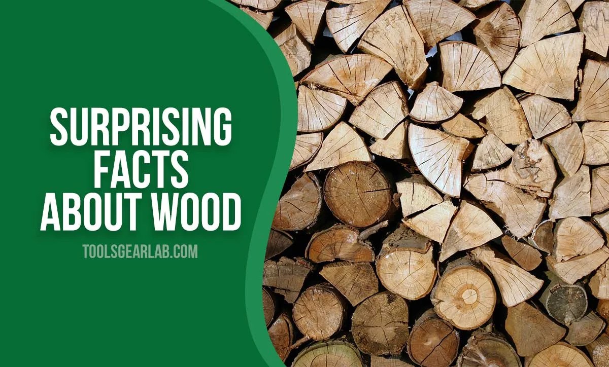 10 Surprising Facts About Wood You Probably Didn’t Know ToolsGearLab