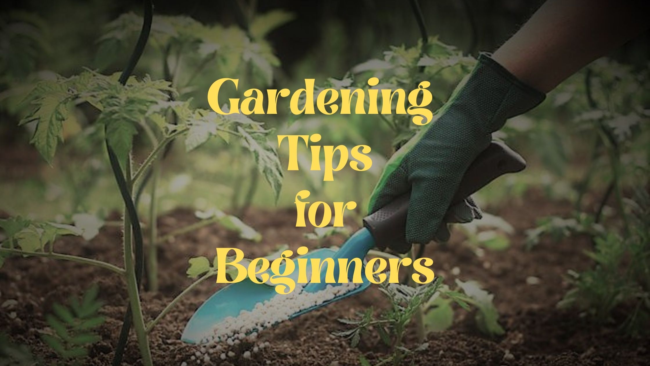 The Top 10 Best Gardening Tips For Beginners Tools Topics