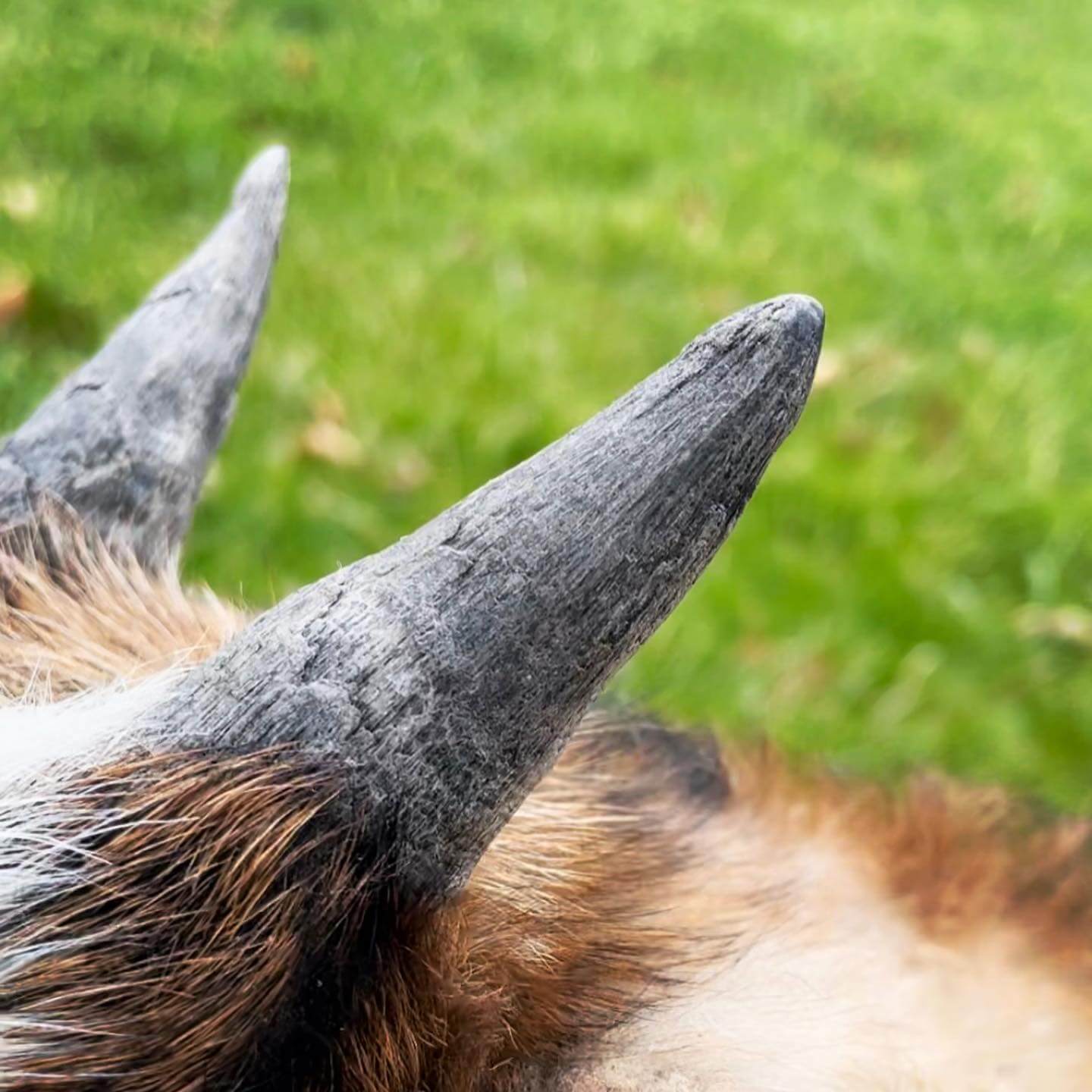 Disbudding vs Dehorning Goats Tooth Acres Farm
