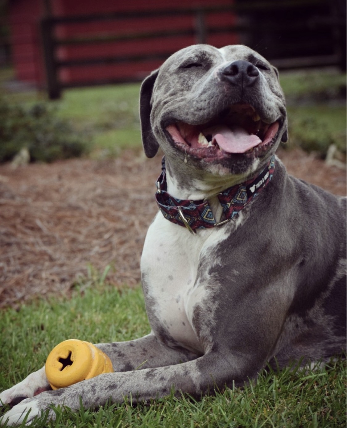 The Pibble Nibble the Miracle of Strange Pit Bull