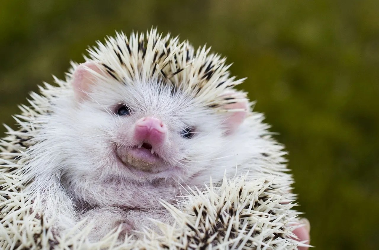 Hedgehog Teeth