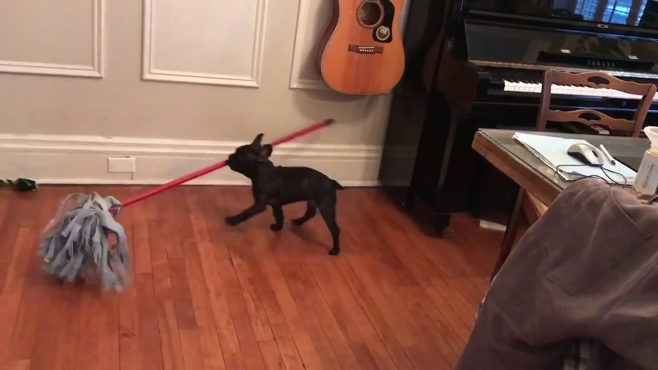 French Bulldog Decided To Pick Up A Mop And Help Around The House He