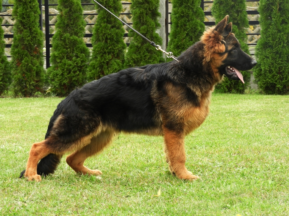 TOP SILVER FCI Long Haired German Shepherds Kennel