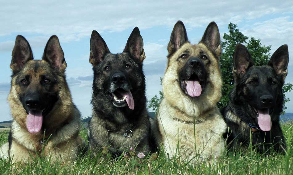 The 5 Best Guard Dog Breeds Top5steps WP