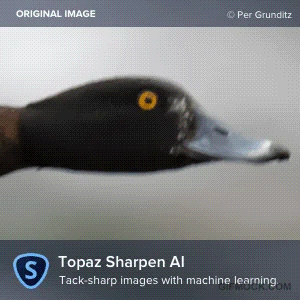 Topaz Labs