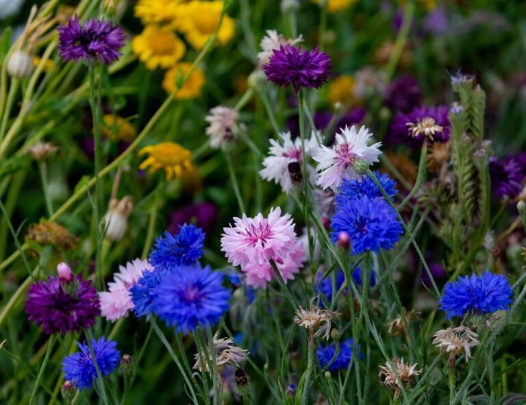 How to Grow and Care for Cornflowers TopBackyards