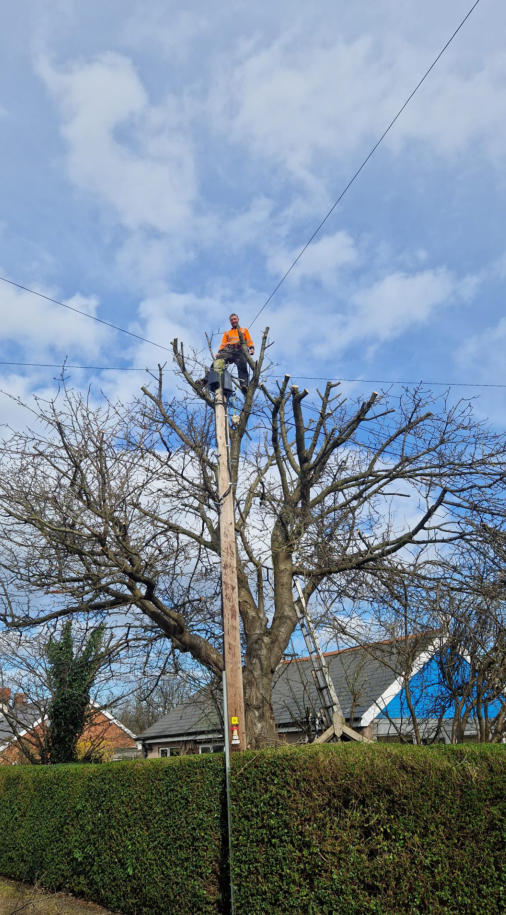 Top Branch Tree Services