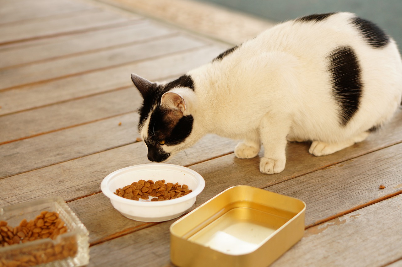 5 Time Release Cat Food Dispensers for Portion Feeding