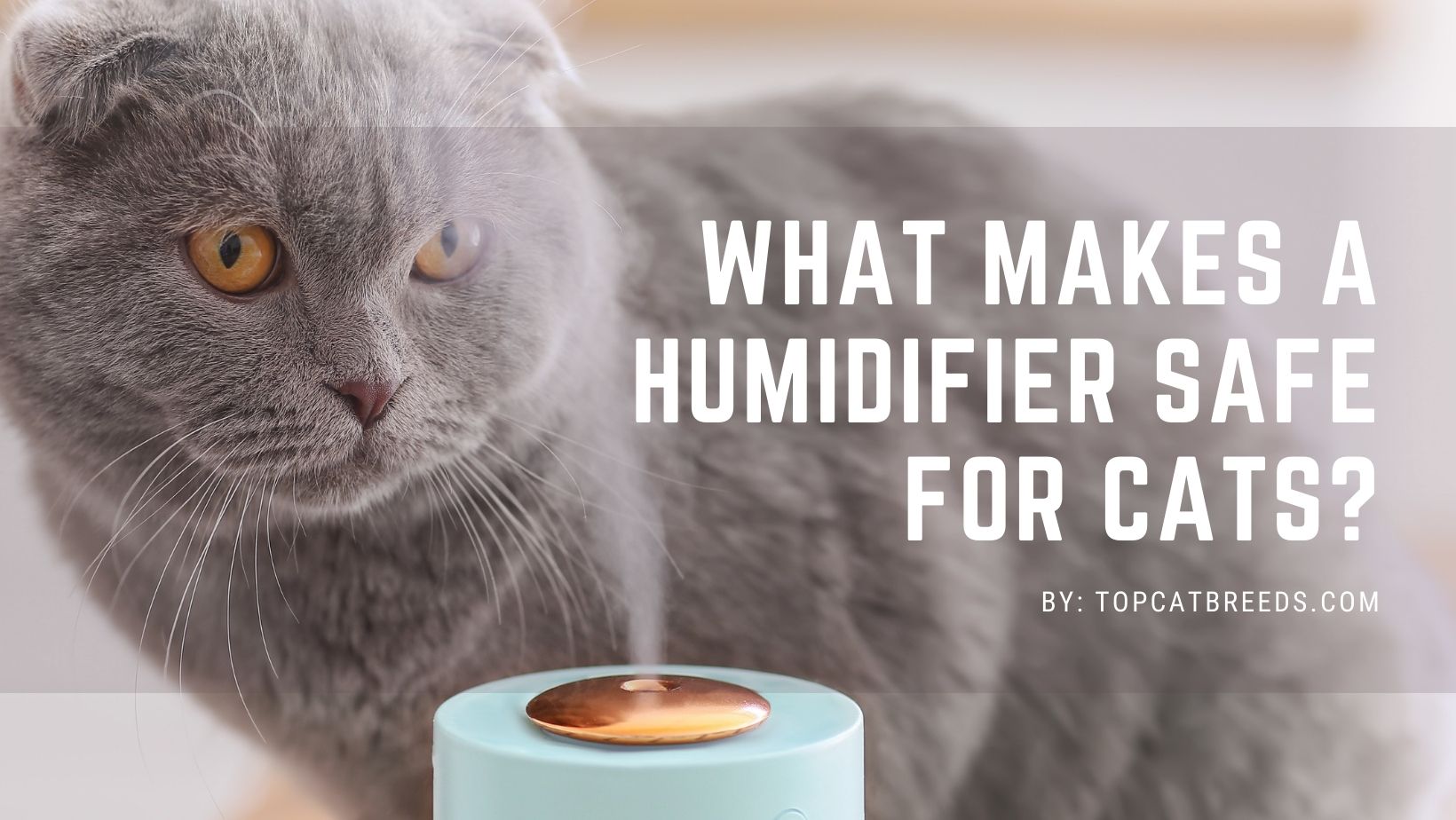 What Is Safe To Give A Cat For Pain at Cats