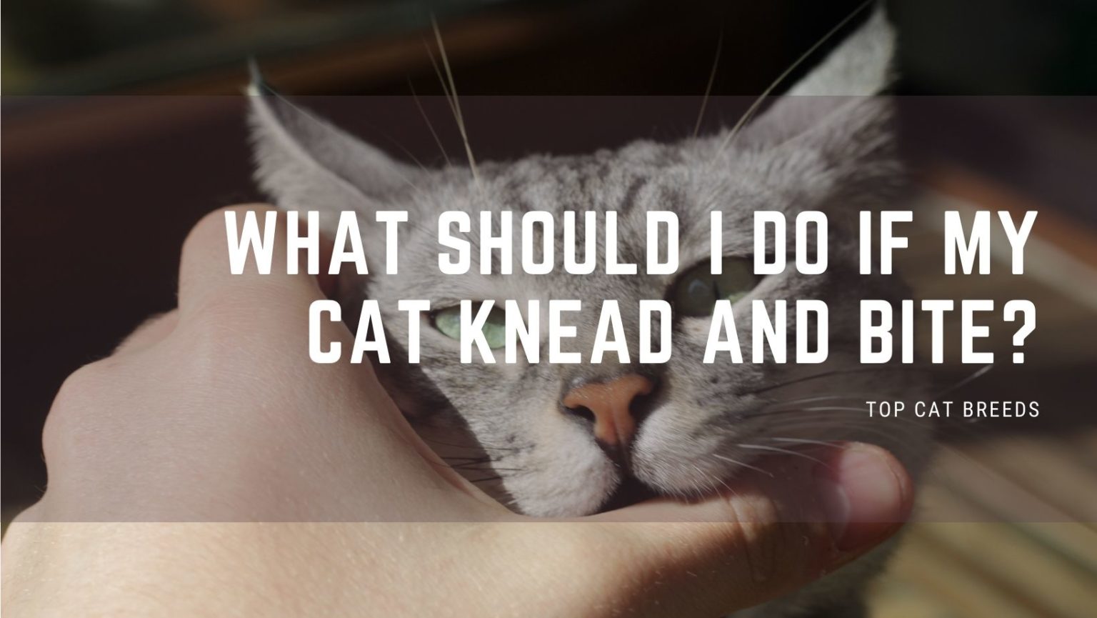 Why Do Cats Knead and Bite Blankets? Top Cat Breeds