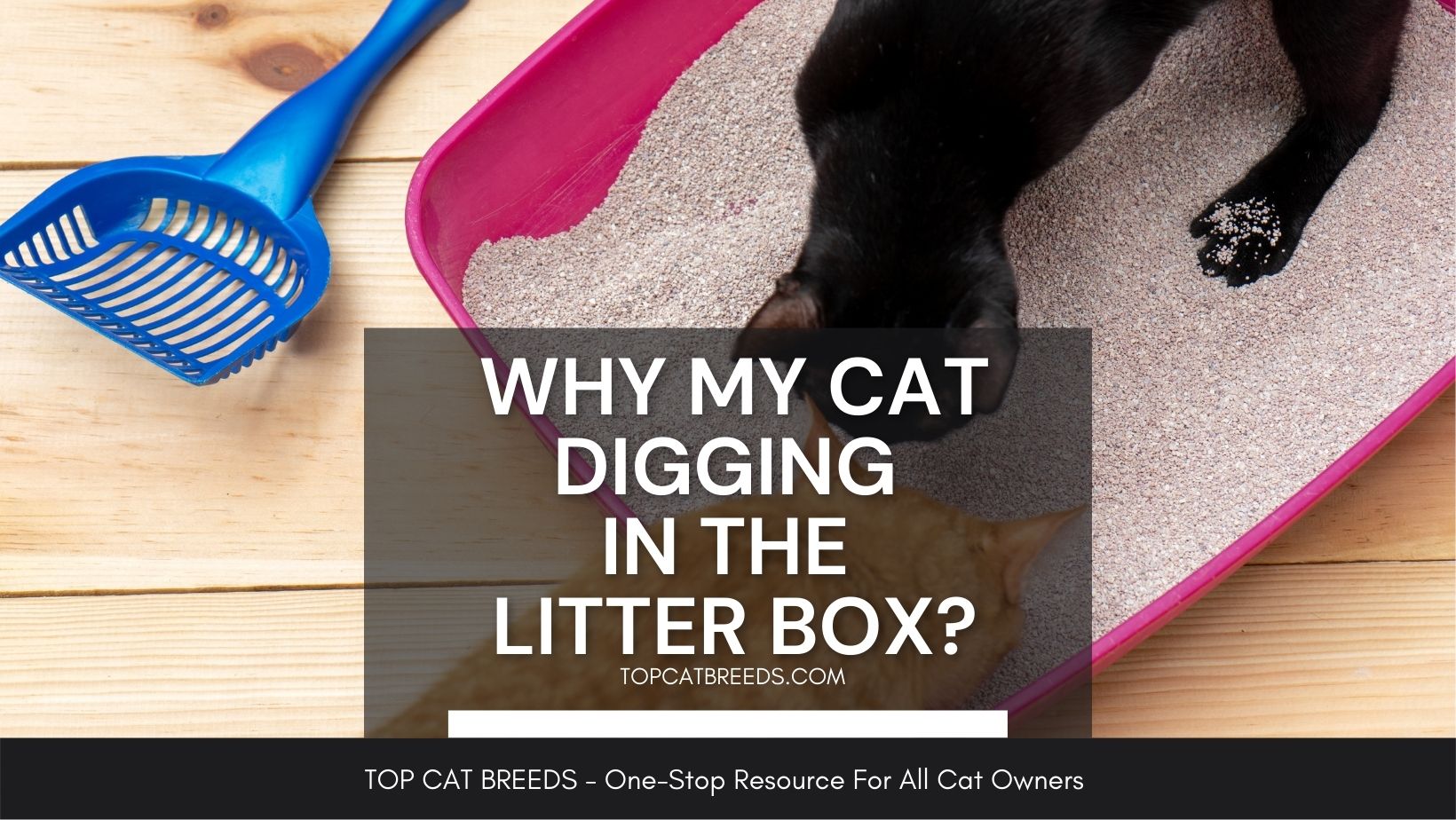 Why Does My Cat Go To The Bathroom Right Outside The Litter Box at