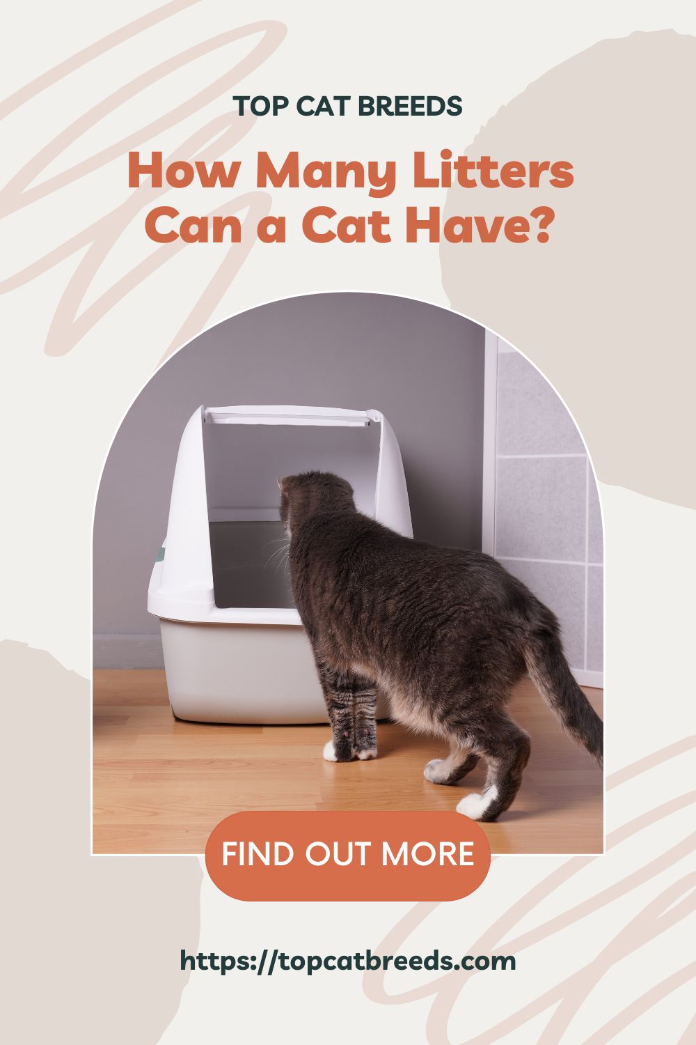 How Many Litters Can a Cat Have? Top Cat Breeds