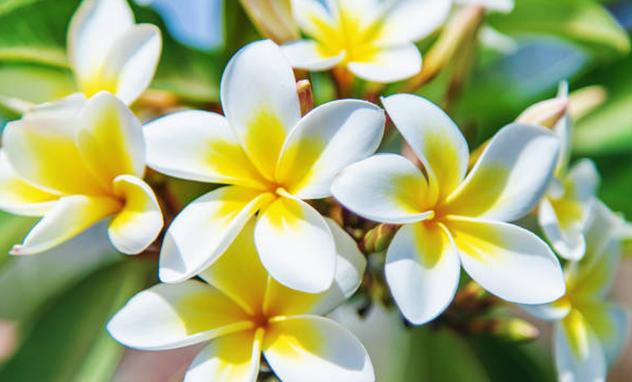 Is Plumeria Poisonous to Cats? Top Cat Breeds