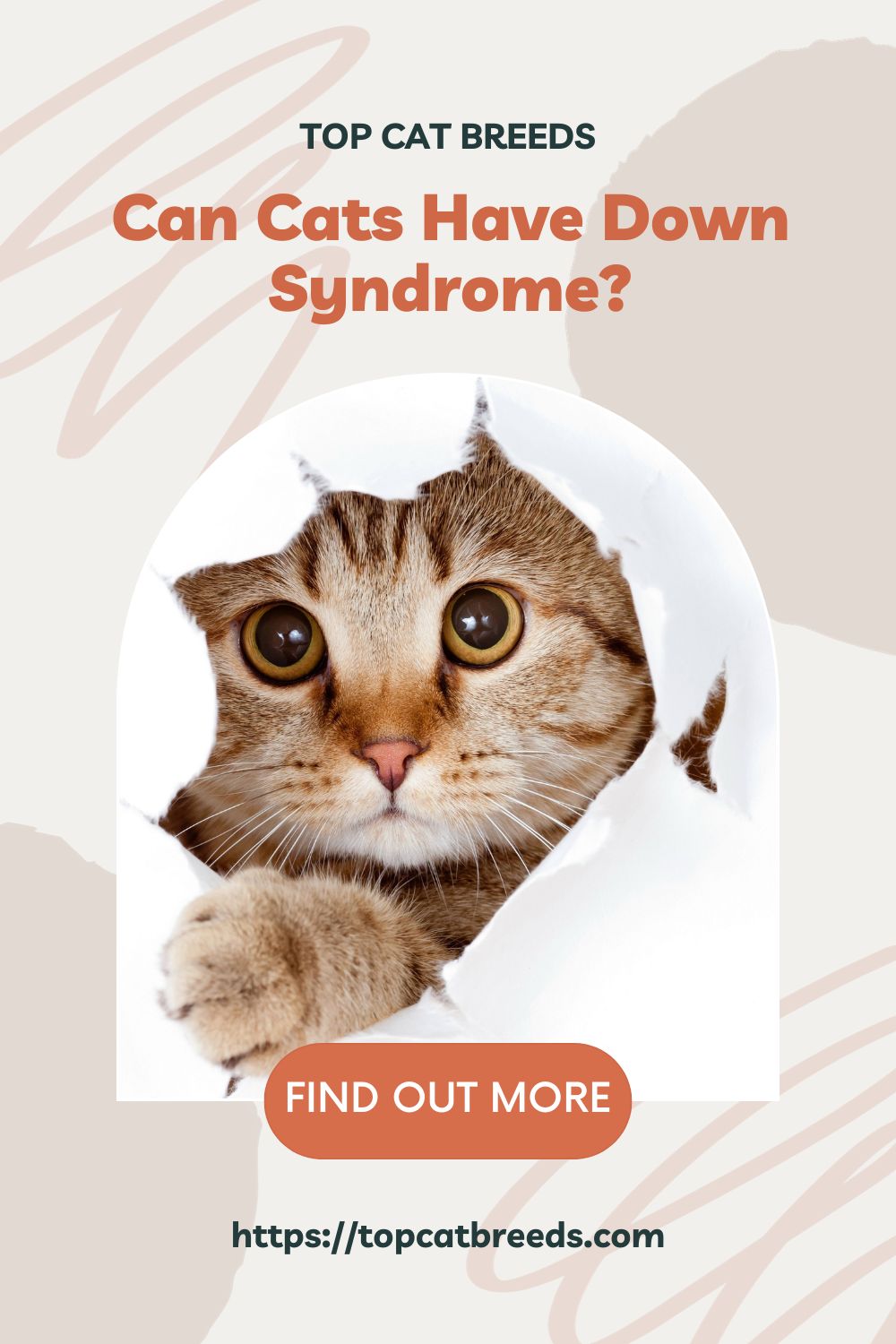 Can Cats Have Down Syndrome Top Cat Breeds