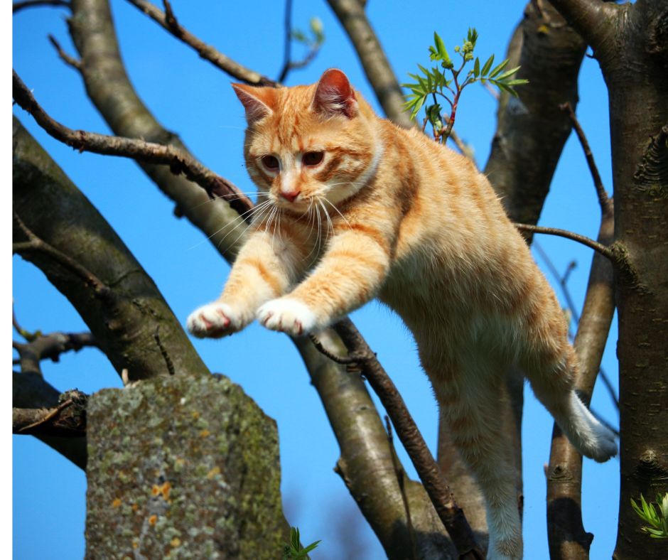 Wild Cats, Domestic Cats, Big Cats 10 Fascinating Similarities Top