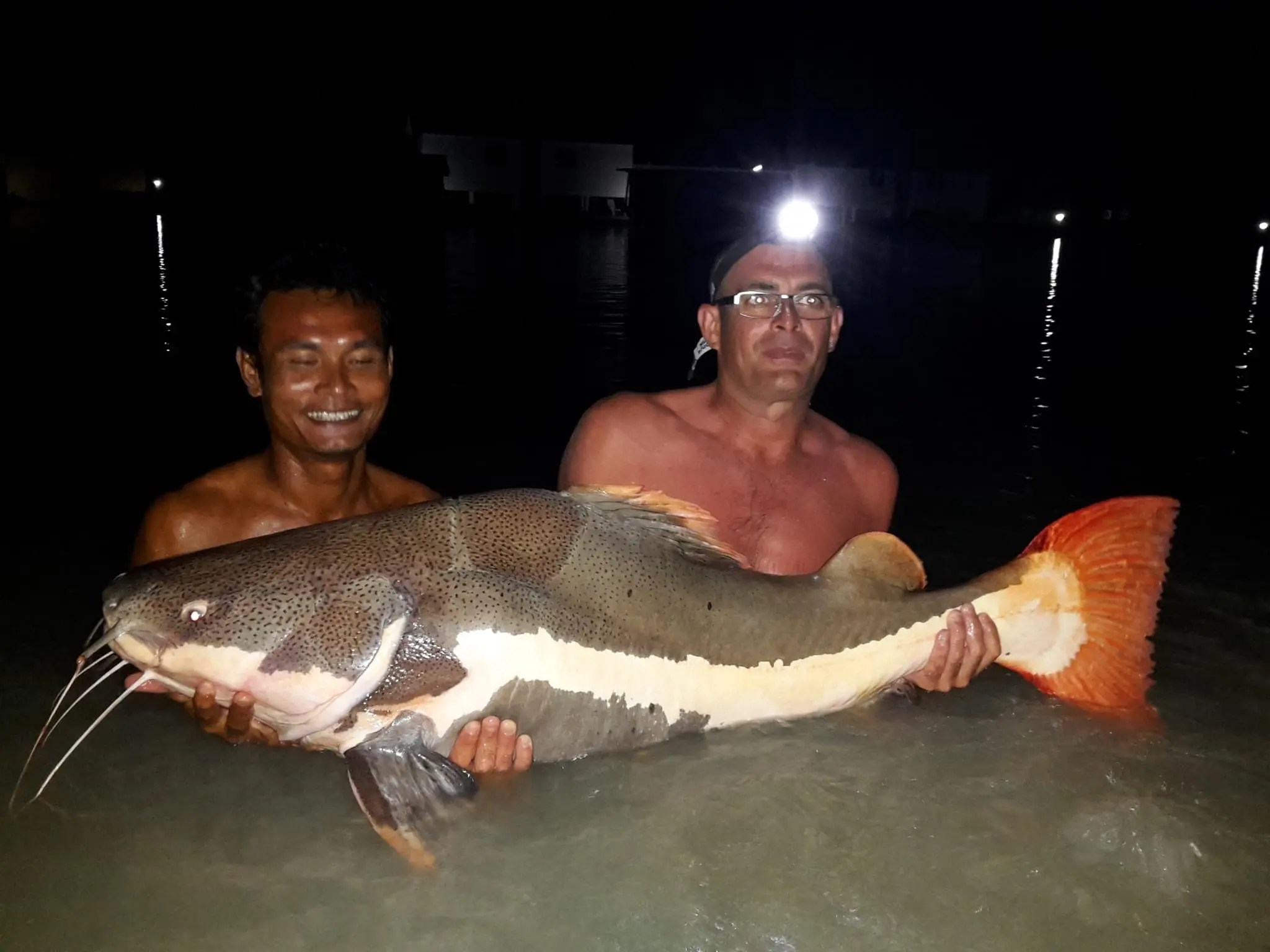 Amazon Redtail Catfish Our Fish TopCats Fishing Resort Thailand