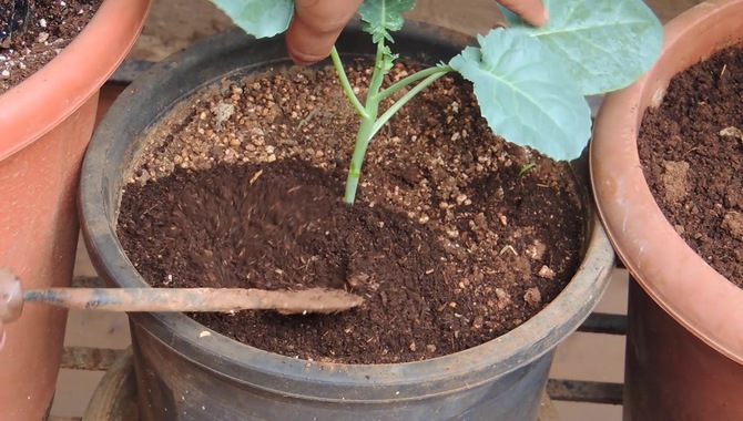 How do you fix over-fertilizing plants