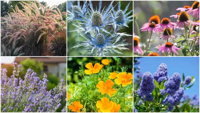 Popular Drought Tolerant Plants