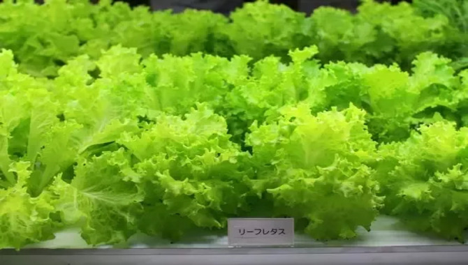 Types Of Vegetables That Need More Water