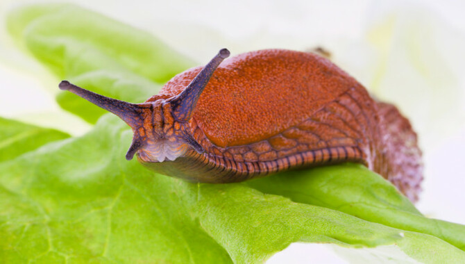 What Are Slugs
