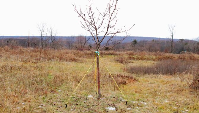 6 Easy Steps To Brace A Large Leaning Tree