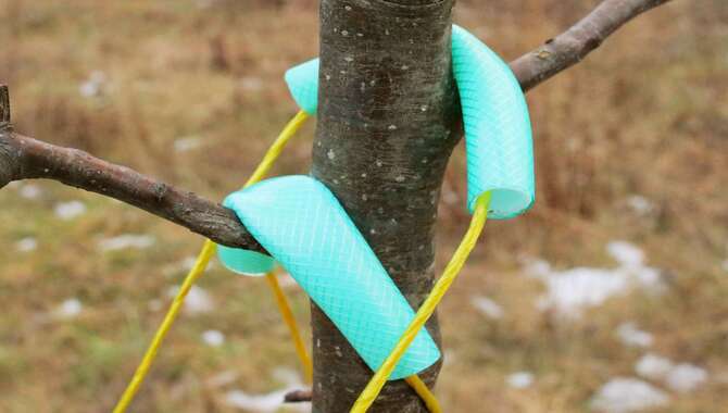 Secure Ropes Around The Trunk Of The Leaning Tree