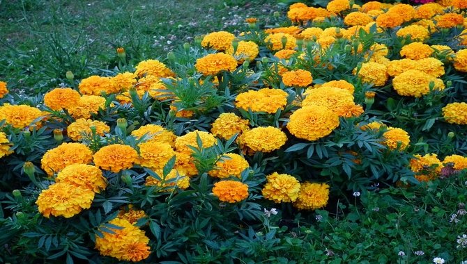 Marigold (Tagetes Sp.)