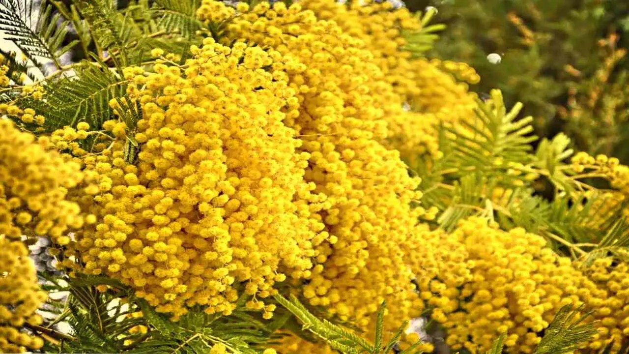 How To Prune A Mimosa Tree 5 Quick And Easy Tips