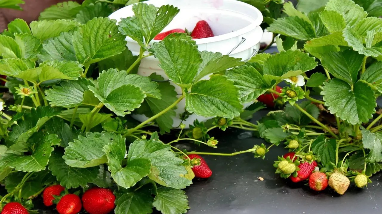 Rooting Strawberry Runners In Water 5 Best Steps