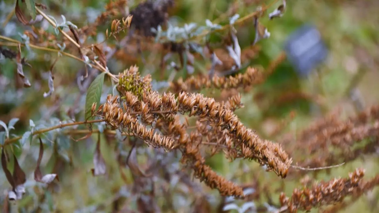 My Butterfly Bush Looks Dead Detailed Discussion