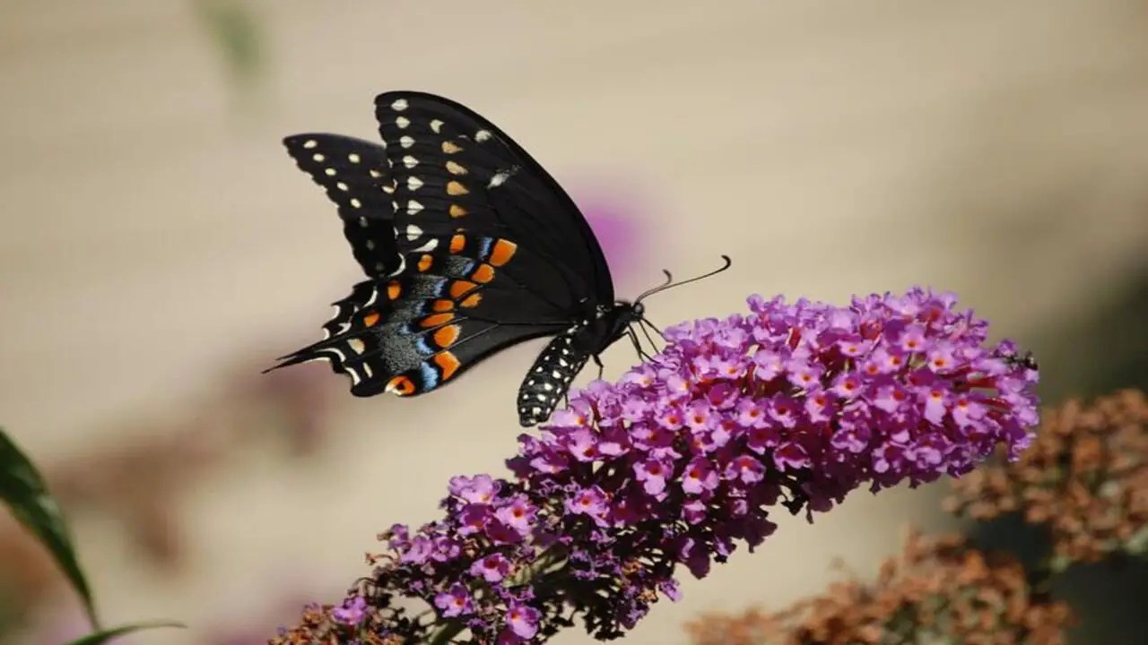 My Butterfly Bush Looks Dead Detailed Discussion
