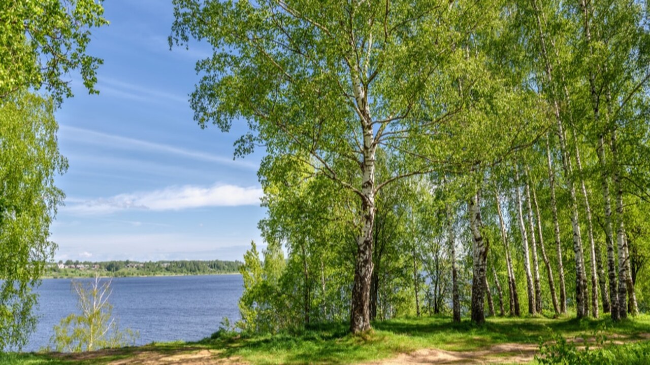 Are River Birch Trees Messy-Know The Fact