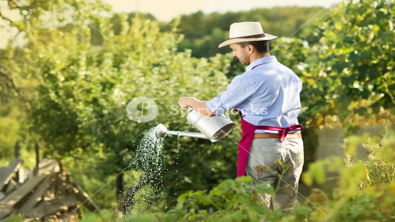 How Much Water Does A Bean Plant Need Every Day In Ml