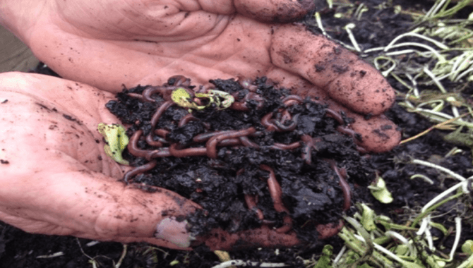 Composting Costs With Earthworms