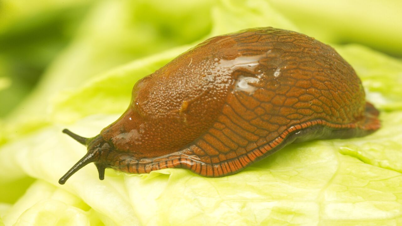 Do Slugs Have Nervous Systems