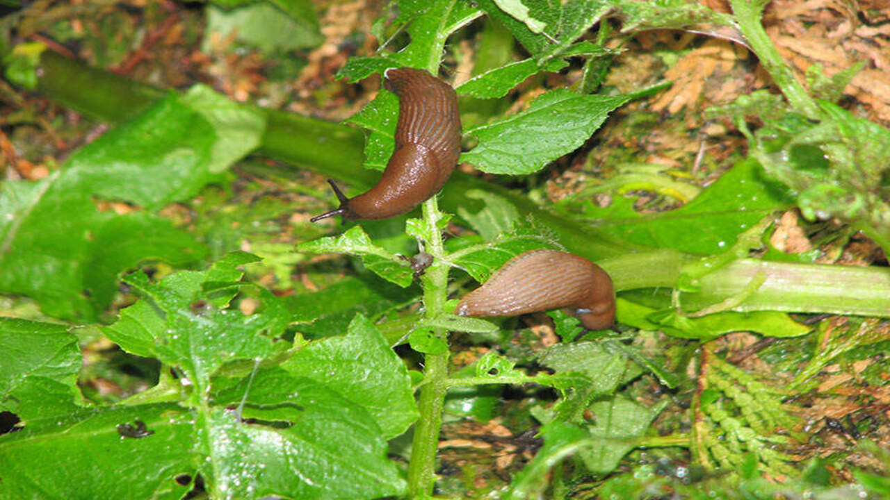 How Do Slugs Respond To External Stimuli
