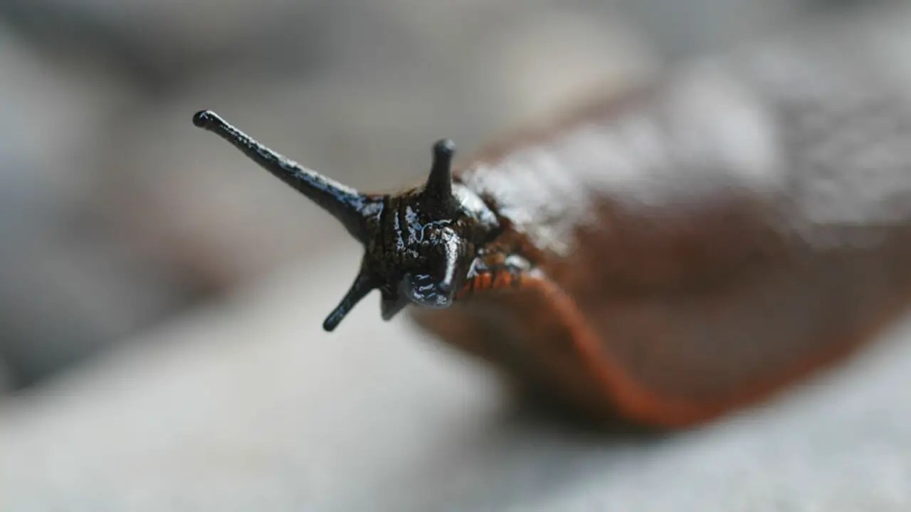 How Long Does It Take A Slug To Die With Salt Explained