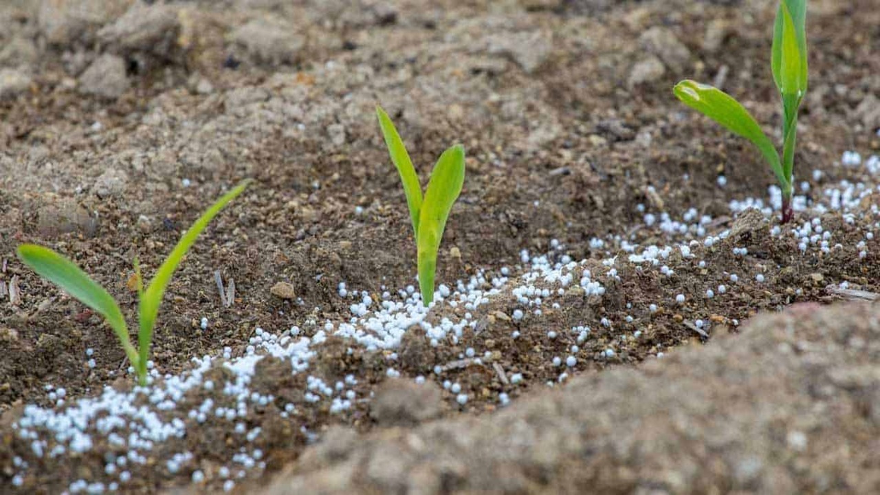 How To Apply Slow Release Fertilizer Balls Properly