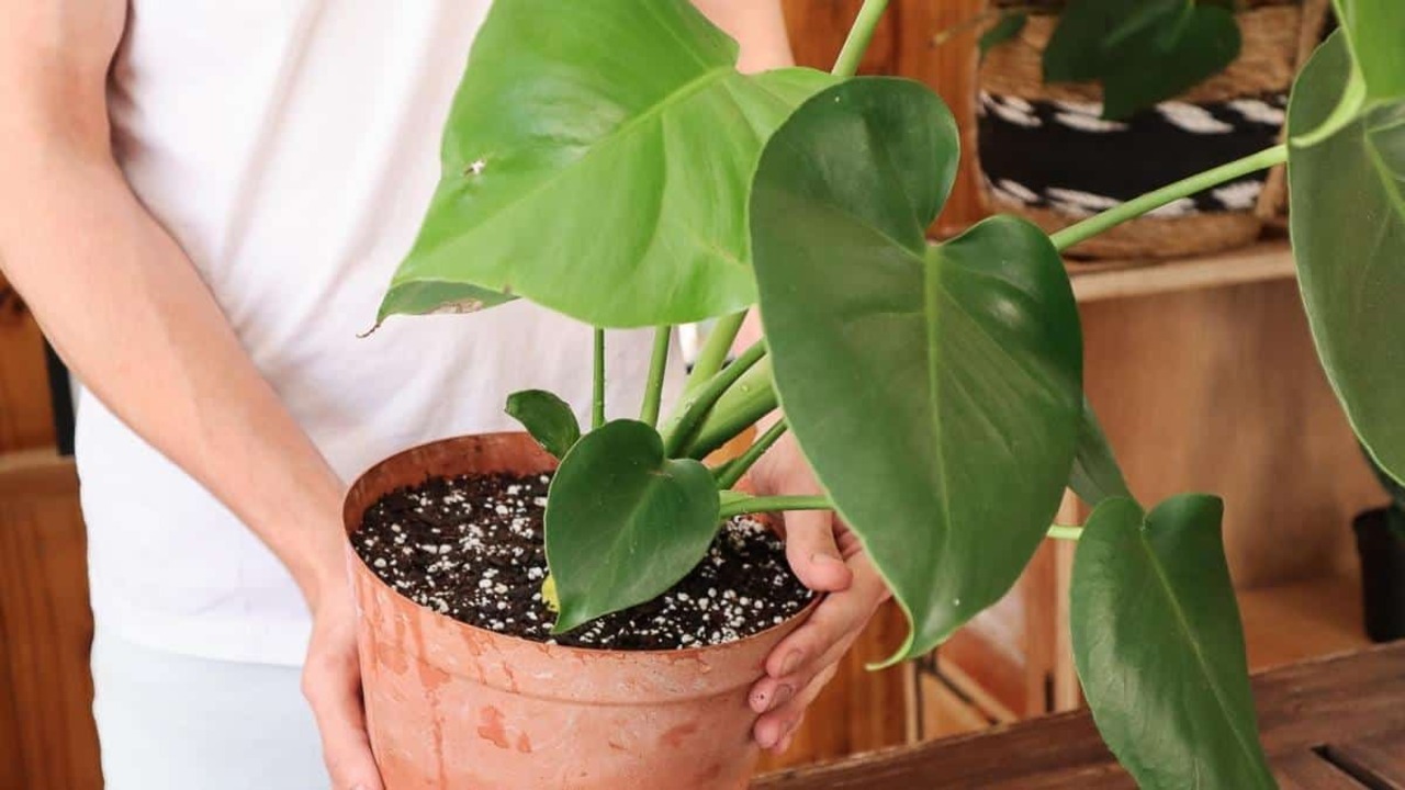 How To Plant Monastera - Compelet Process