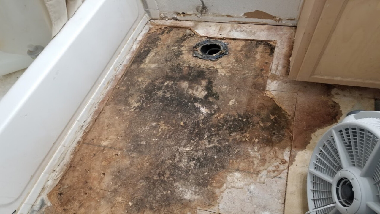 How To Remove Black Mold On Subfloor For Your Home