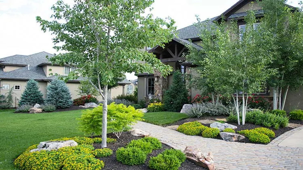 Maintenance And Care For River Birch Trees