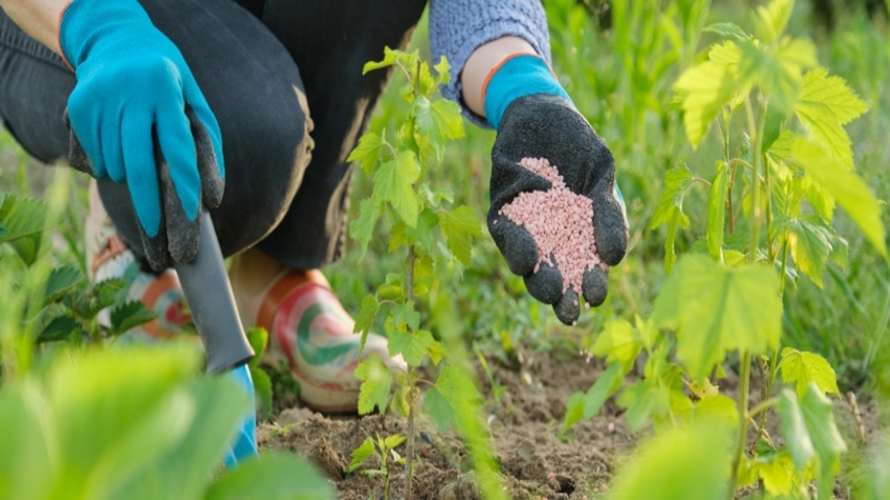 Maximizing Crop Yield With Compost Fertilizer