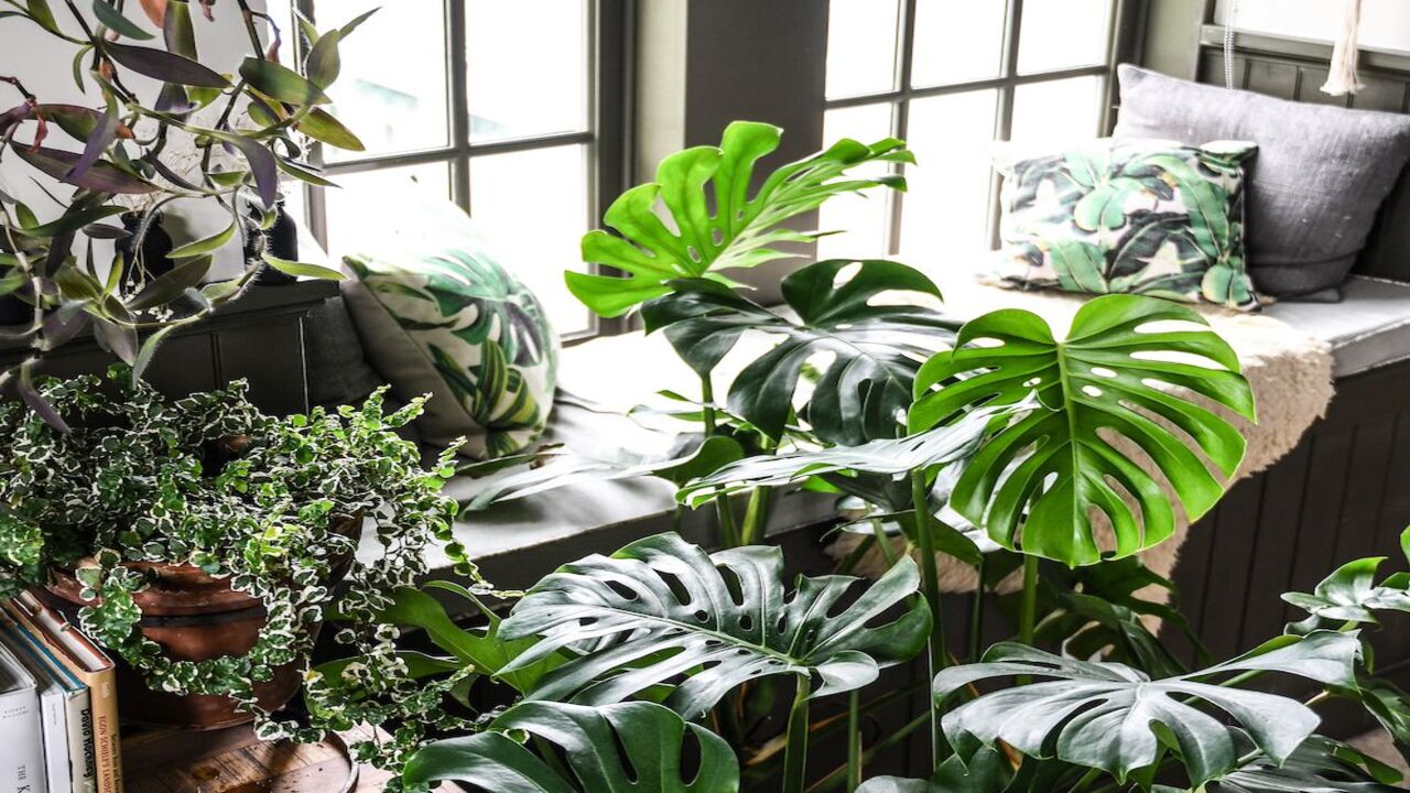 Planting Monstera
