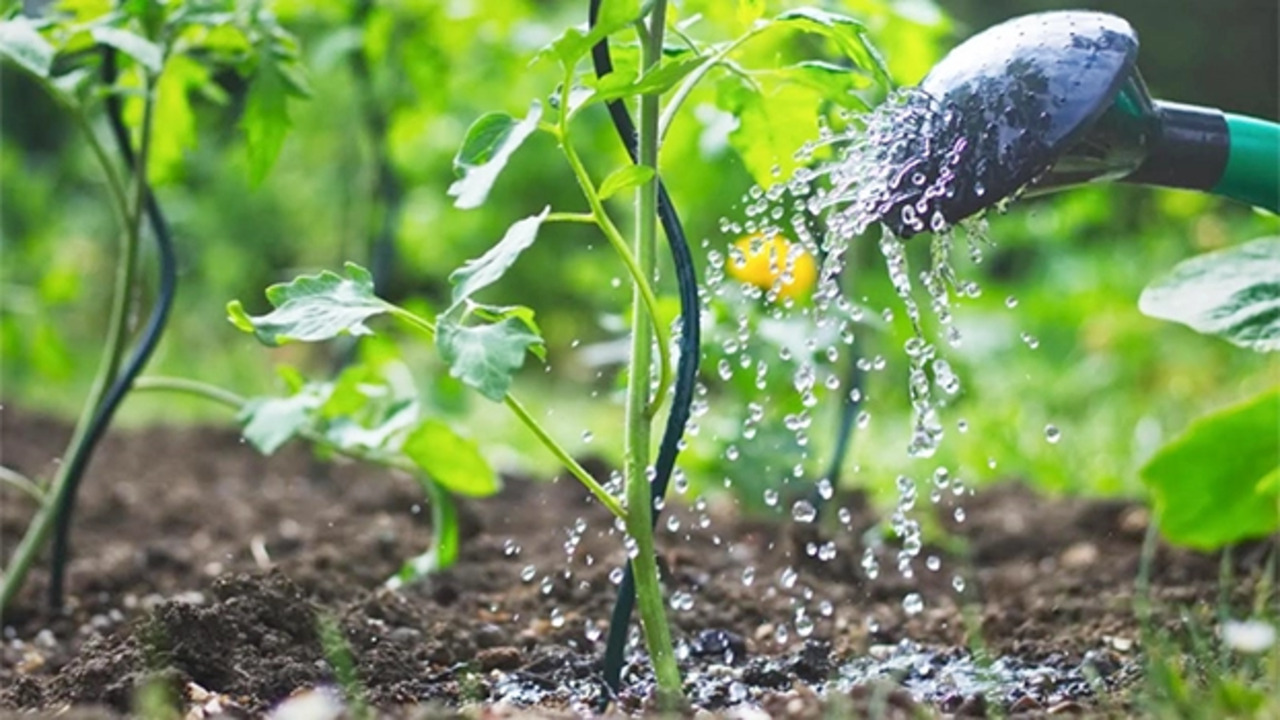 Proper Watering Techniques