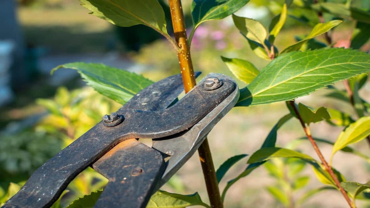 Pruning And Removing Affected Leaves