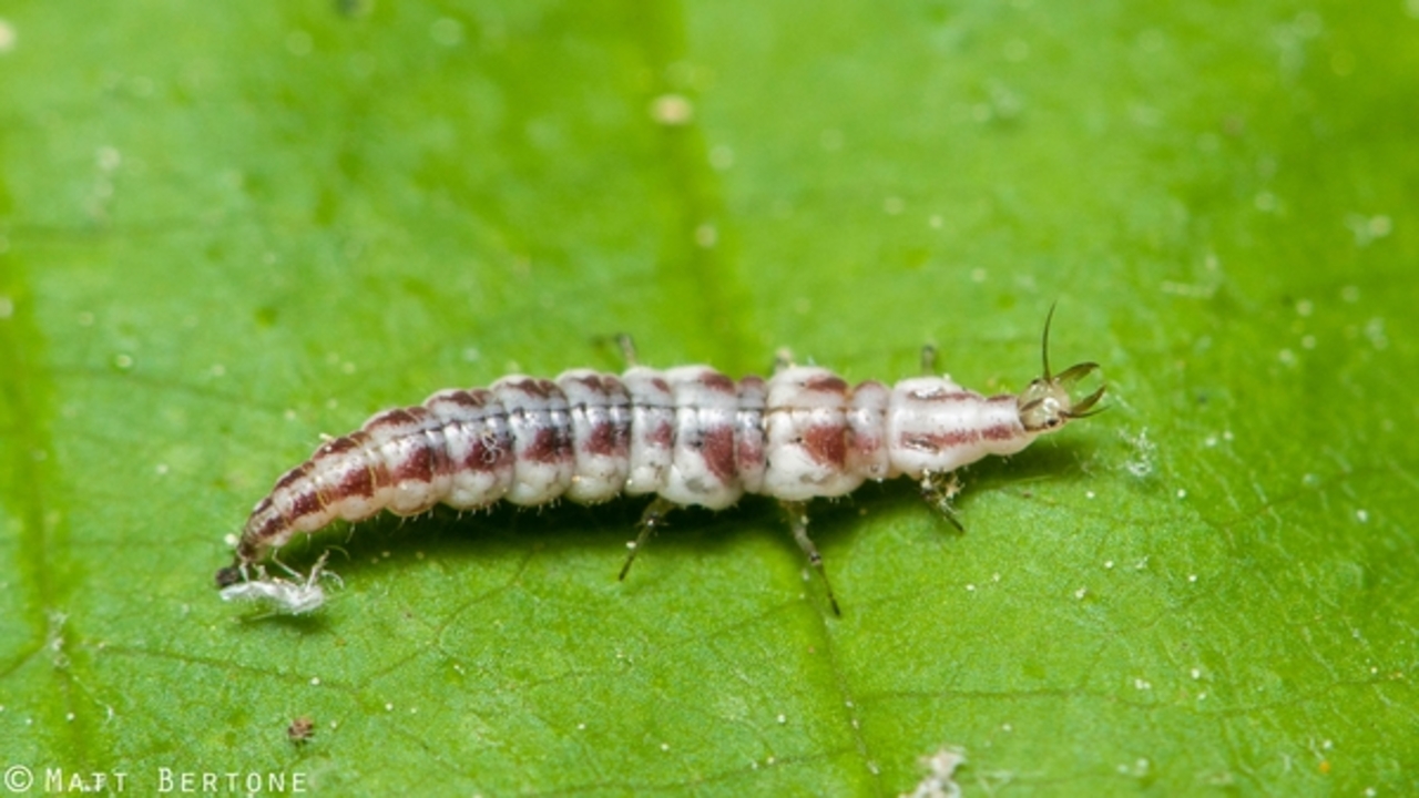 Regular Pest And Disease Control Measures