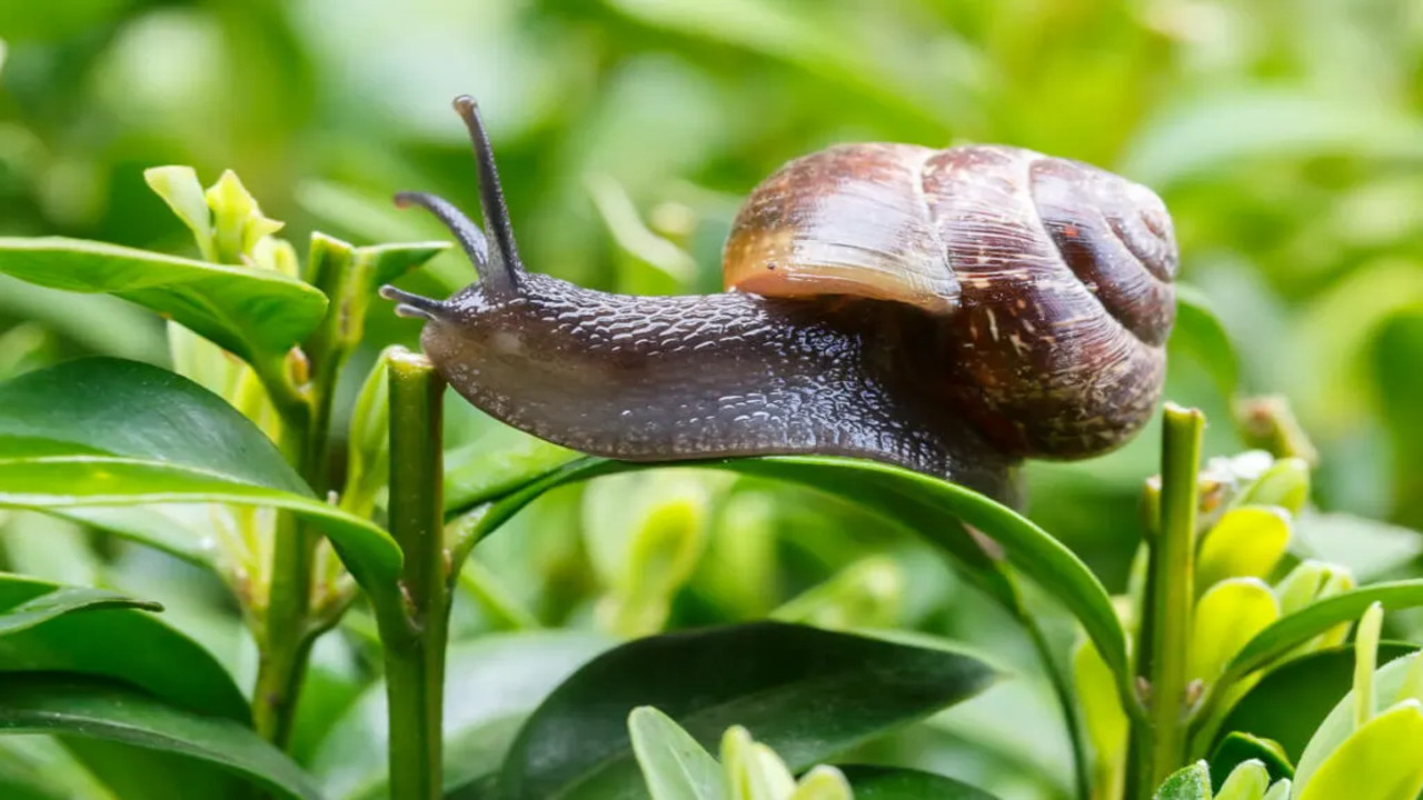 The Debate Over Slugs And Pain Perception