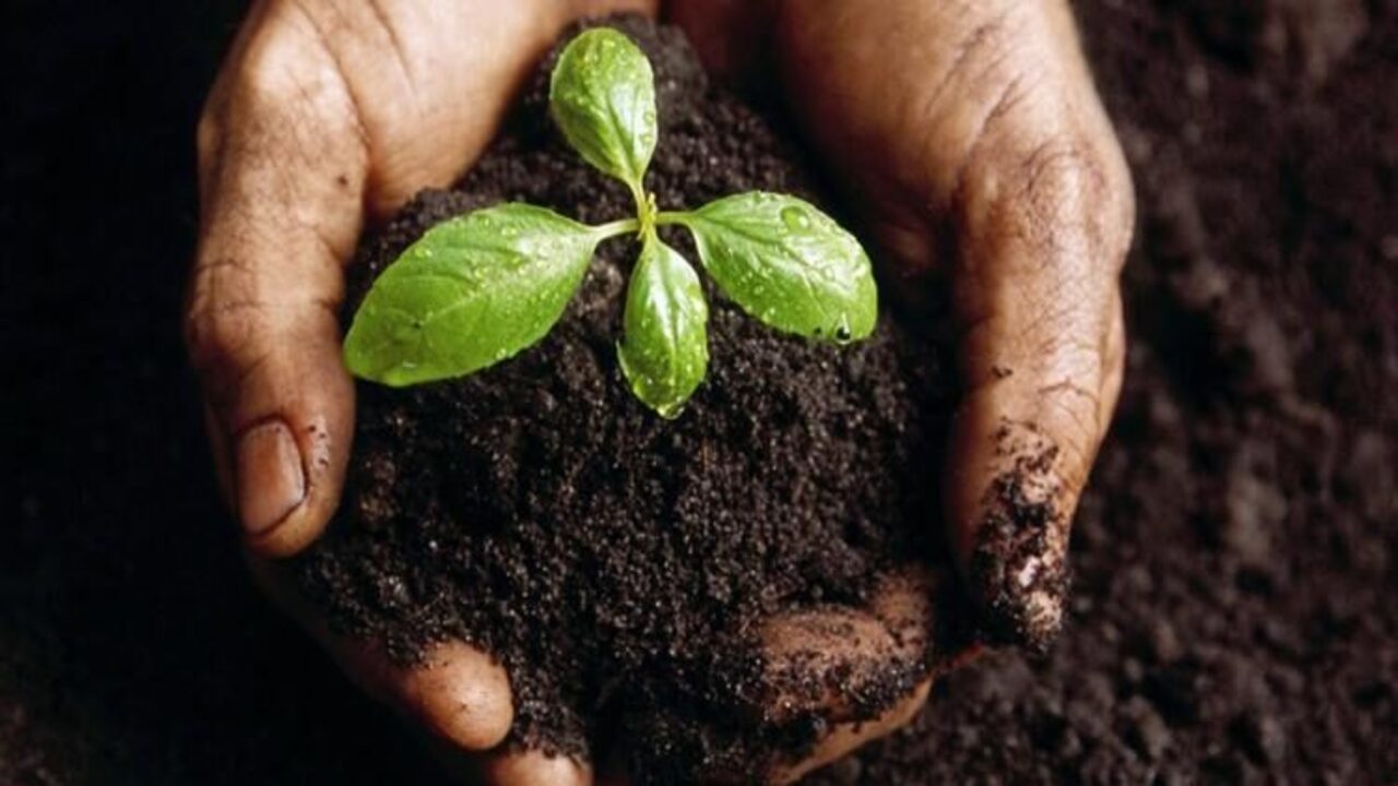 The Role Of The Composting Council In Promoting Sustainable Practices