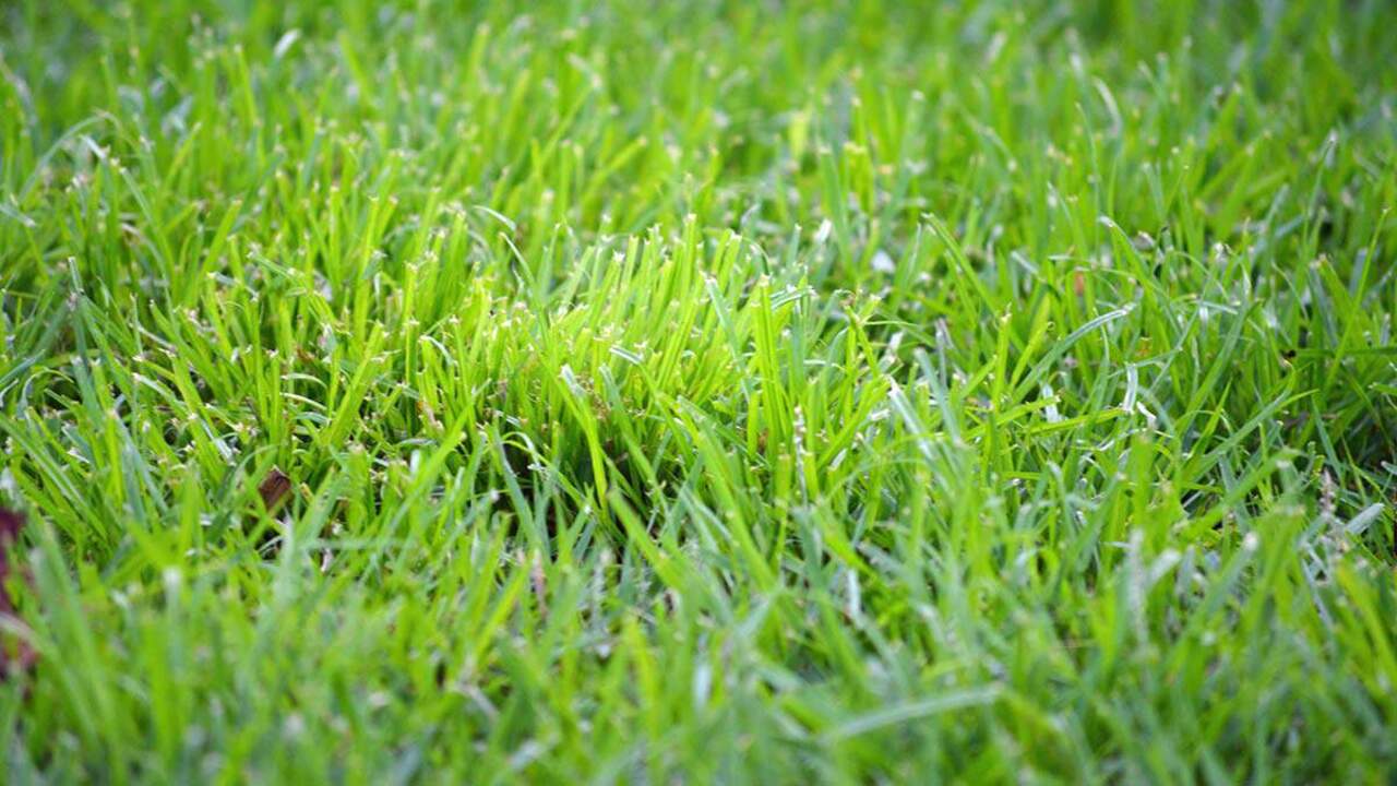 Tips To Control Crabgrass And Quackgrass