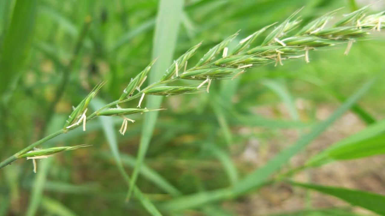 Unveiling Quackgrass: A Detailed Study